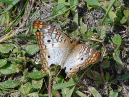 Image of White Peacock