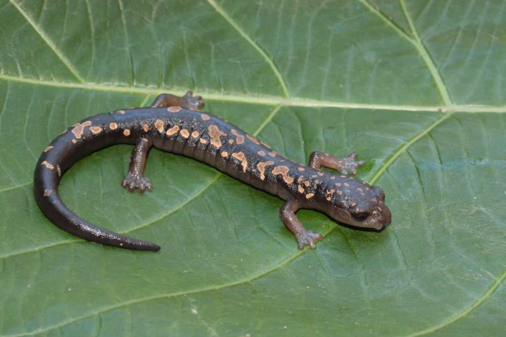 Image of Bolitoglossa franklini (Schmidt 1936)