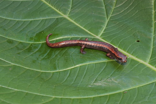 Image of Bolitoglossa rostrata (Brocchi 1883)