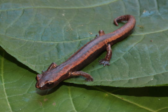 Image of Bolitoglossa rostrata (Brocchi 1883)