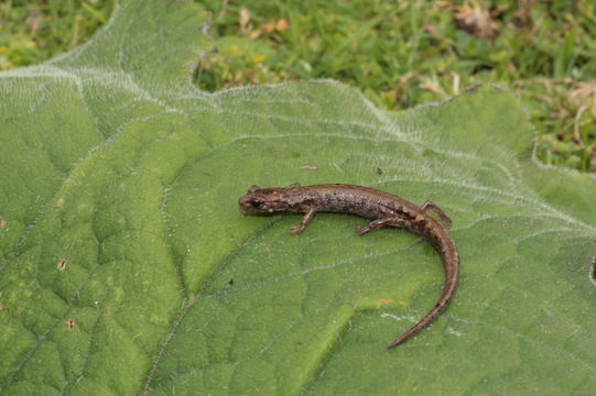 Image of Guatemalan Bromeliad Salamander