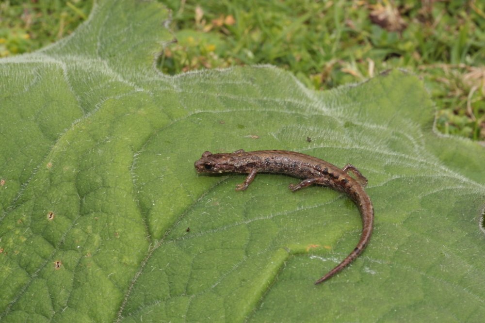 Image of Guatemalan Bromeliad Salamander