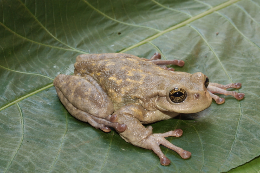 Image of Plectrohyla hartwegi Duellman 1968