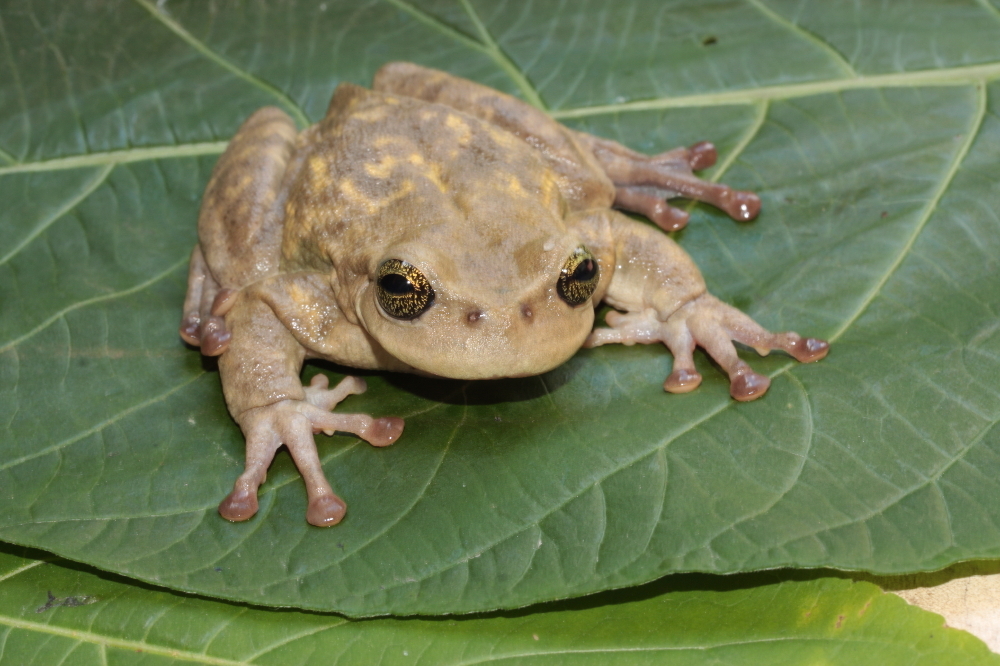 Image of Plectrohyla hartwegi Duellman 1968