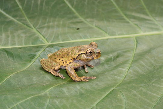 Image of Matuda’s Spikethumb Frog