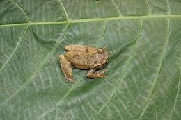 Image of Matuda’s Spikethumb Frog