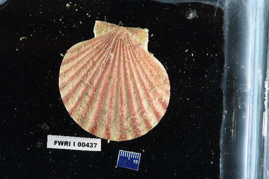 Image of Aequipecten P. Fischer 1886