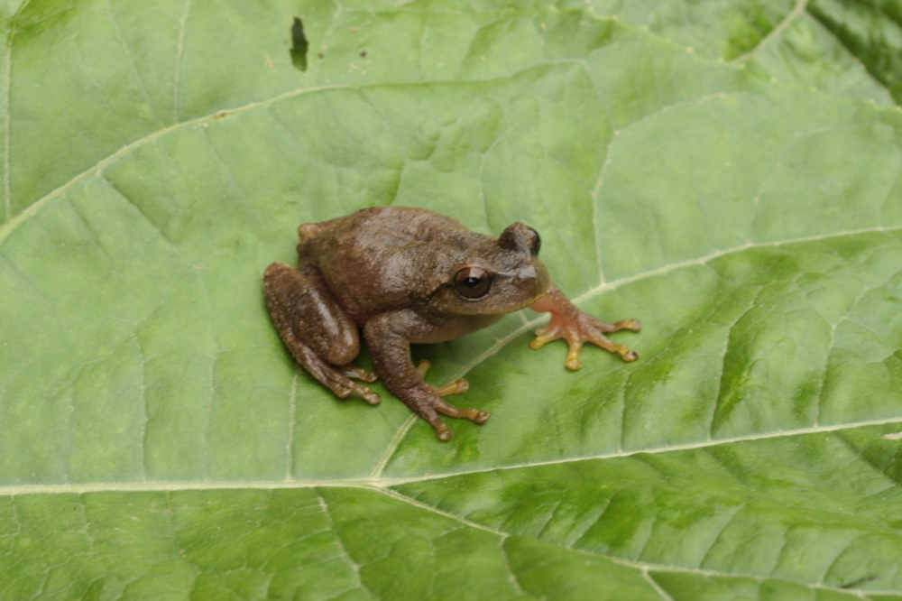 Image of Plectrohyla lacertosa Bumzahem & Smith 1954