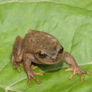 Image of Plectrohyla lacertosa Bumzahem & Smith 1954