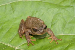 Image of Plectrohyla lacertosa Bumzahem & Smith 1954