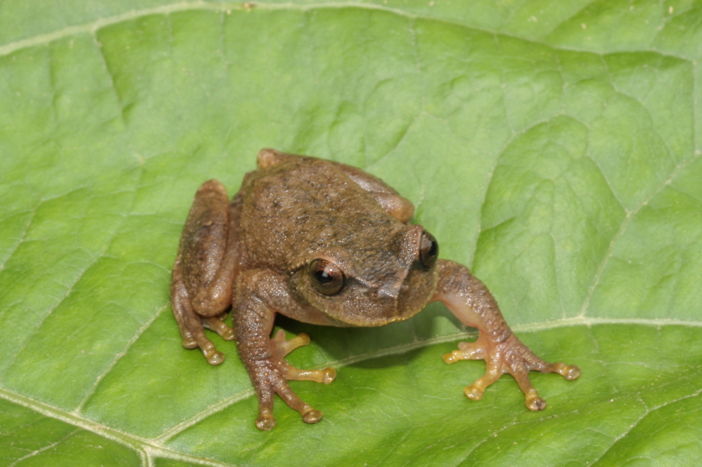 صورة Plectrohyla lacertosa Bumzahem & Smith 1954