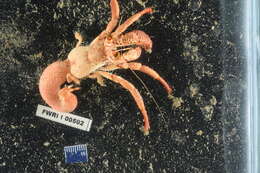 Image of Sand hermit crab