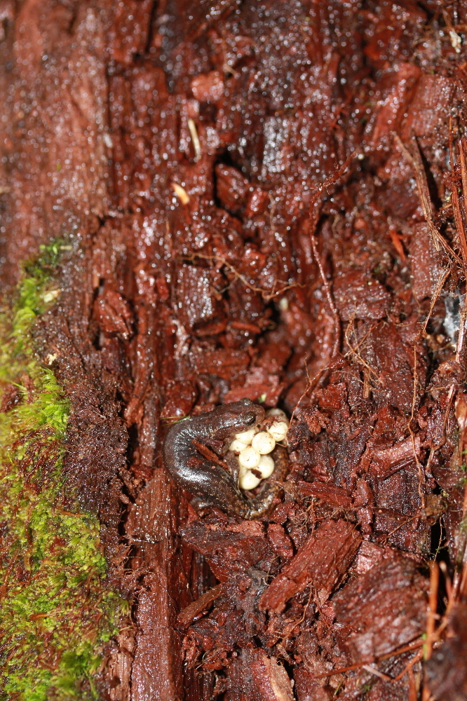 Image of Pseudoeurycea rex (Dunn 1921)