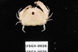 Image of Red rubble boxcrab