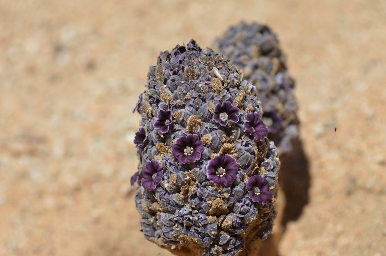 Image of desert christmas tree