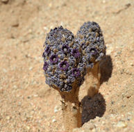 Image of desert christmas tree