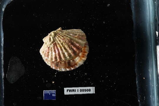 Image of Cryptopecten Dall, Bartsch & Rehder 1938