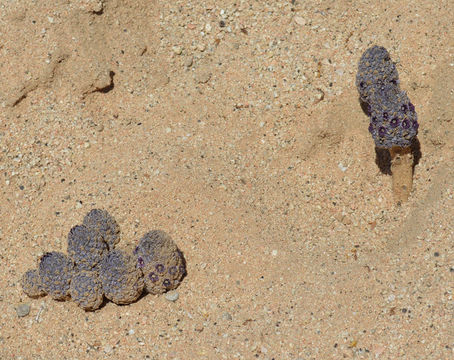 Image of desert christmas tree