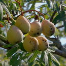 Image of <i>Sorbus domestica</i> var. <i>pyrifera</i>