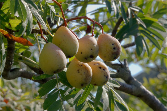 Imagem de <i>Sorbus domestica</i> var. <i>pyrifera</i>