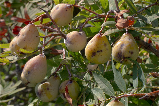 Imagem de <i>Sorbus domestica</i> var. <i>pyrifera</i>