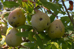 Image of <i>Sorbus domestica</i> var. <i>pyrifera</i>