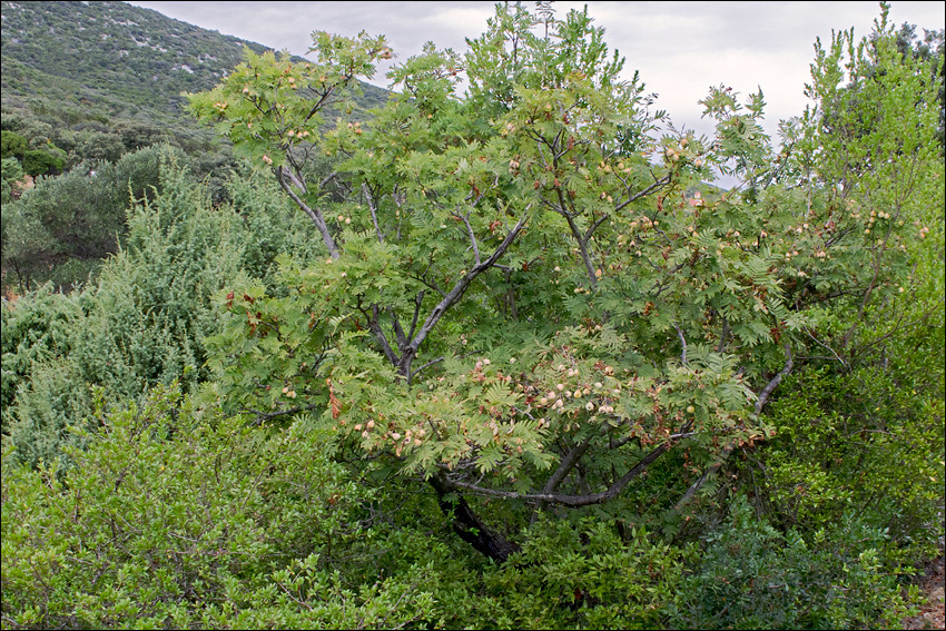 Image of <i>Sorbus domestica</i> var. <i>pyrifera</i>