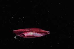 Image of Cymbovula C. N. Cate 1973