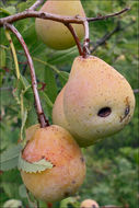 Image of <i>Sorbus domestica</i> var. <i>pyrifera</i>