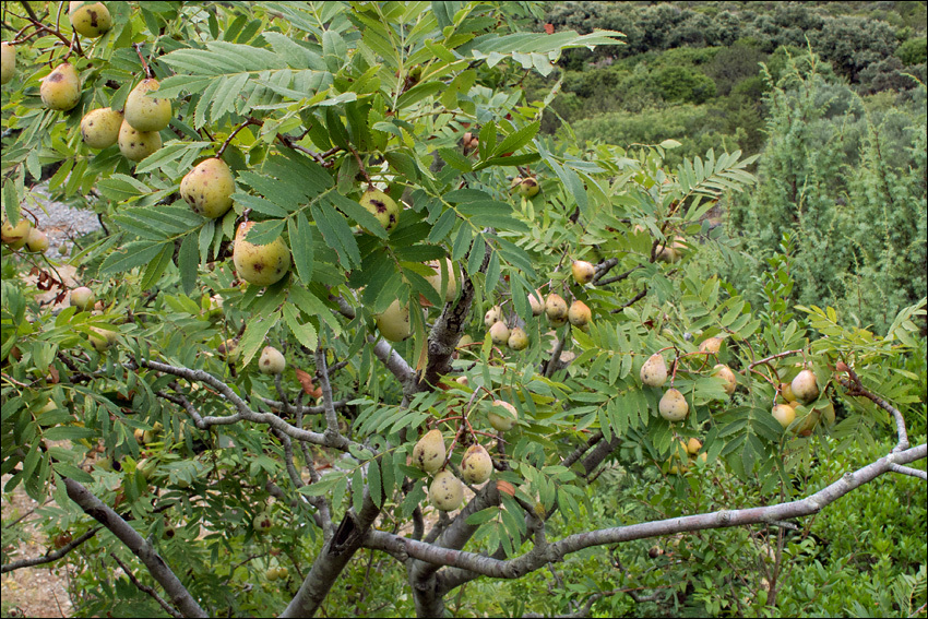 Image of <i>Sorbus domestica</i> var. <i>pyrifera</i>