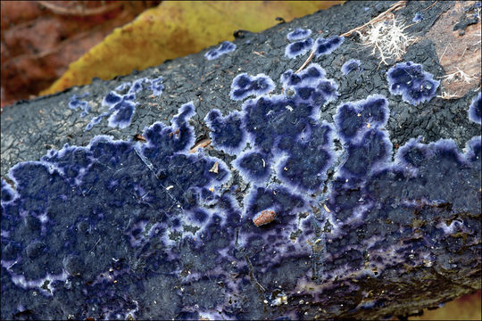 Image of <i>Terana caerulea</i>