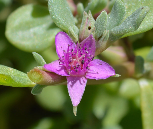 Image of verrucose seapurslane