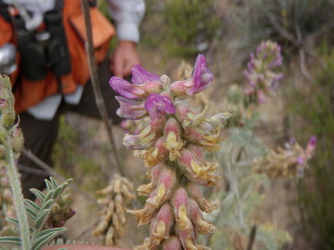 Image of Braunton's milkvetch