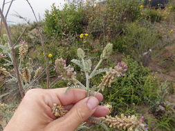 Plancia ëd Astragalus brauntonii Parish