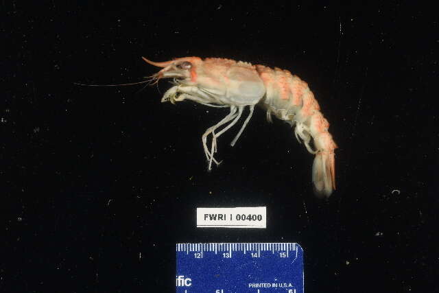 Image of armored shrimps