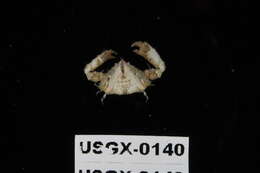 Image of Parthenopinae