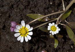 Imagem de Jaegeria glabra (S. Wats.) B. L. Robinson