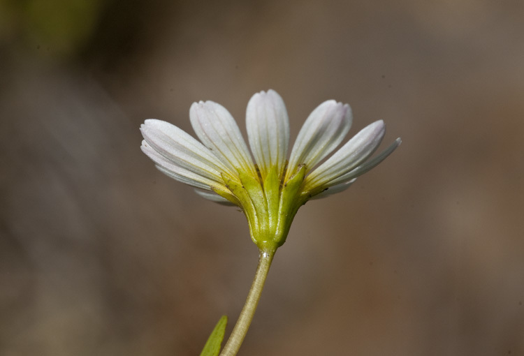 Imagem de Jaegeria glabra (S. Wats.) B. L. Robinson