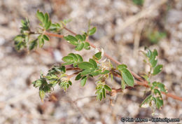 Image de Kallstroemia parviflora J. B. S. Norton