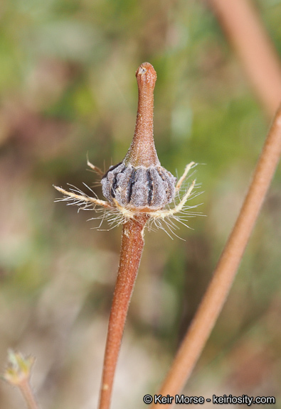 Image of warty caltrop