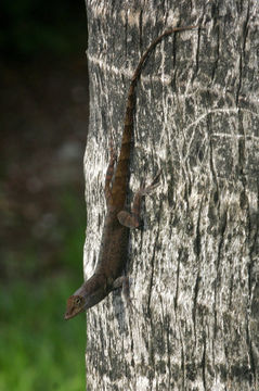 Image de Anolis scriptus Garman 1887