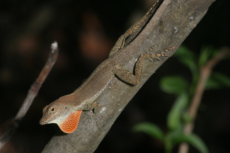 Image de Anolis scriptus Garman 1887