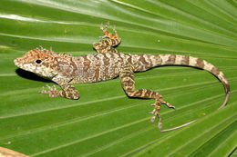 Image de Anolis scriptus Garman 1887