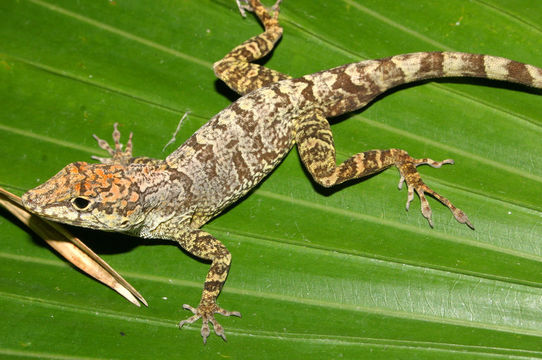 Image de Anolis scriptus Garman 1887