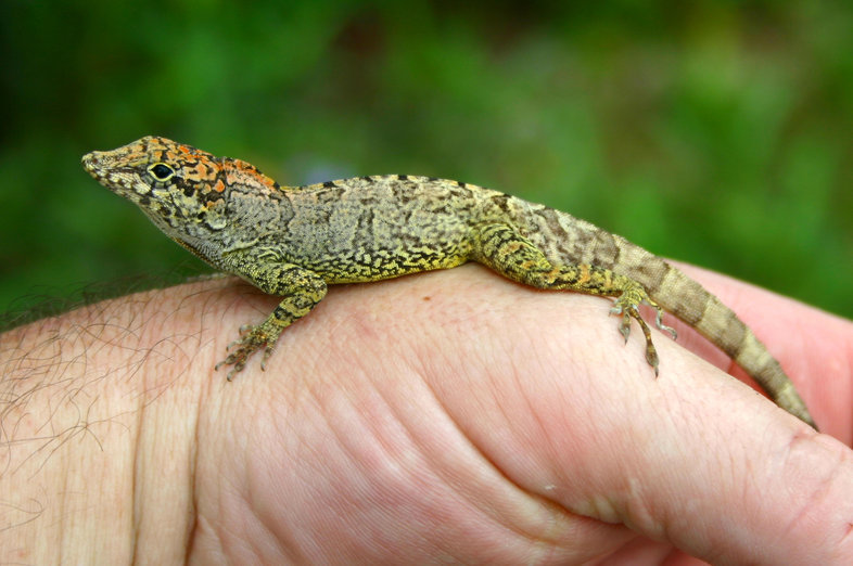 Image de Anolis scriptus Garman 1887