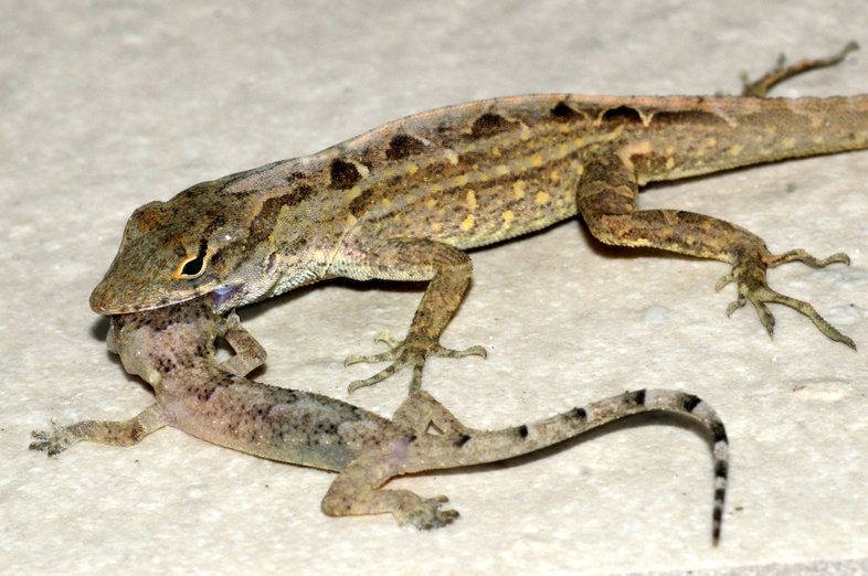 Image of Bahaman brown anole