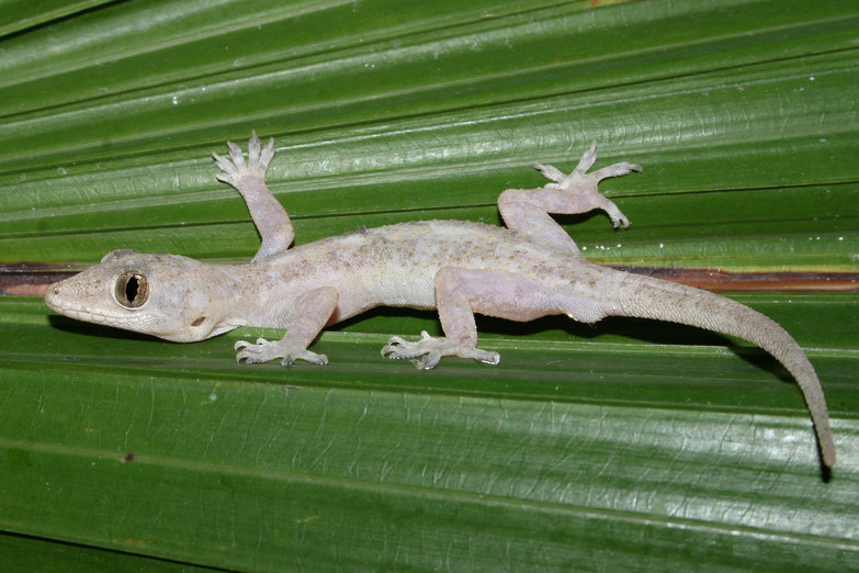 Image of Tropical house gecko