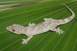 Image of Tropical house gecko