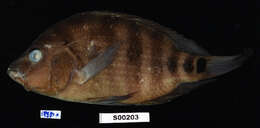 Image of Cichlasoma