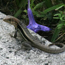 Image of Bastion Cay Curlytail Lizard